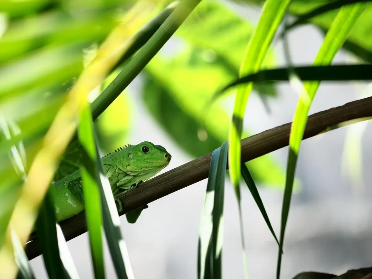 Holiday home Tite Caz' Ecolo Gites Des Koalas Terre-de-Bas Guadeloupe
